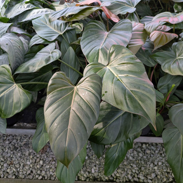 [26年1月中下旬予約]フィロデンドロン：サマーグローリ　5号鉢植え