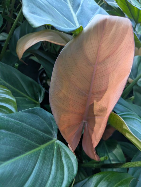 [26年1月中下旬予約]フィロデンドロン：サマーグローリ　5号鉢植え