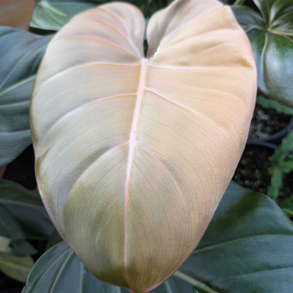 [26年1月中下旬予約]フィロデンドロン：サマーグローリ　5号鉢植え