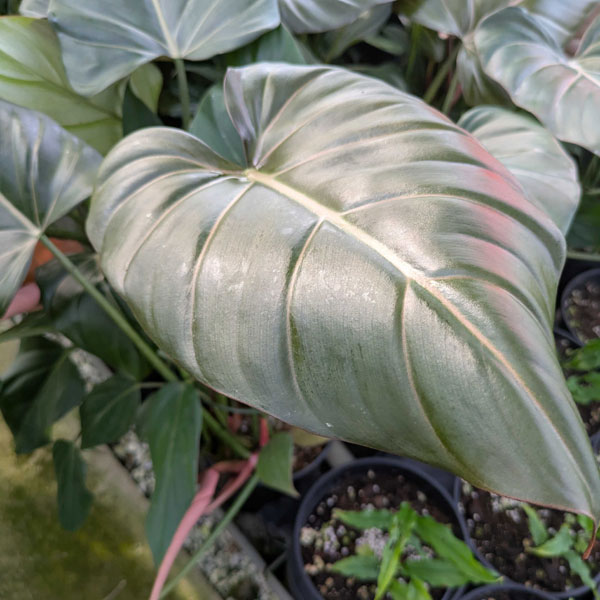 [26年1月中下旬予約]フィロデンドロン：サマーグローリ　5号鉢植え