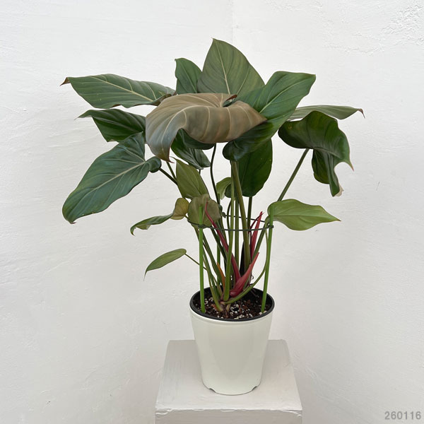 フィロデンドロン：サマーグローリ　5号鉢植え