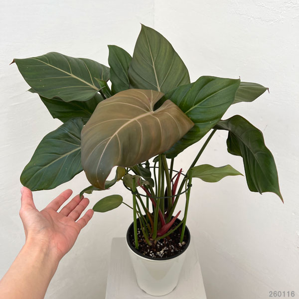 フィロデンドロン：サマーグローリ　5号鉢植え