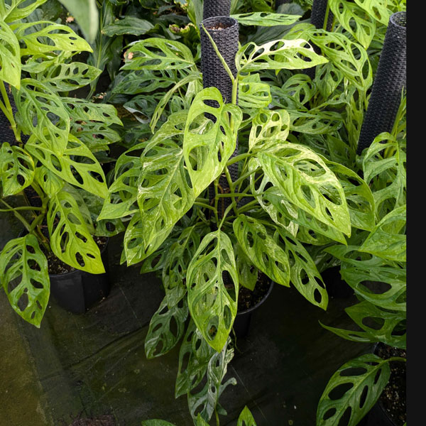 モンステラ：アダンソニー　インドネシアマーブル　8号鉢植え