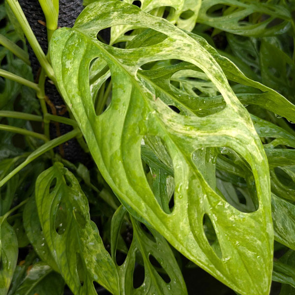 モンステラ：アダンソニー　インドネシアマーブル　8号鉢植え