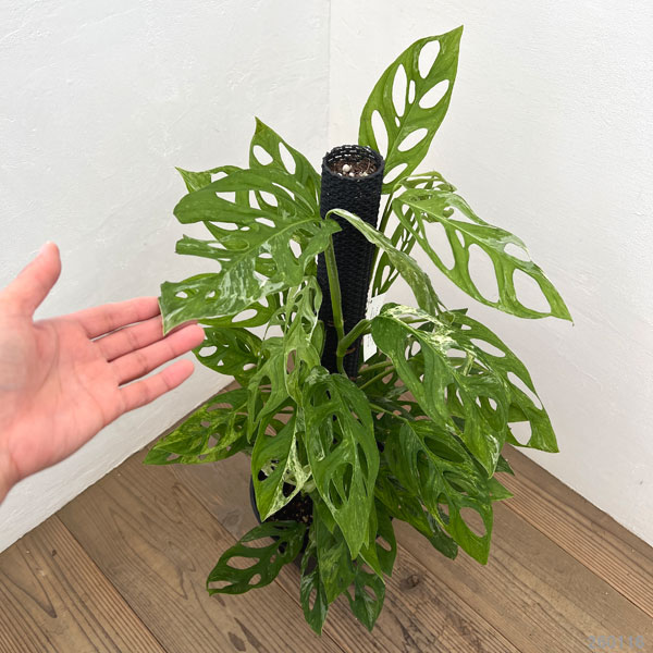 モンステラ：アダンソニー　インドネシアマーブル　8号鉢植え