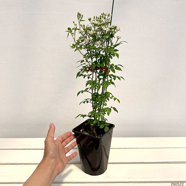 シュラブローズ:ニッセ新苗4号鉢植え