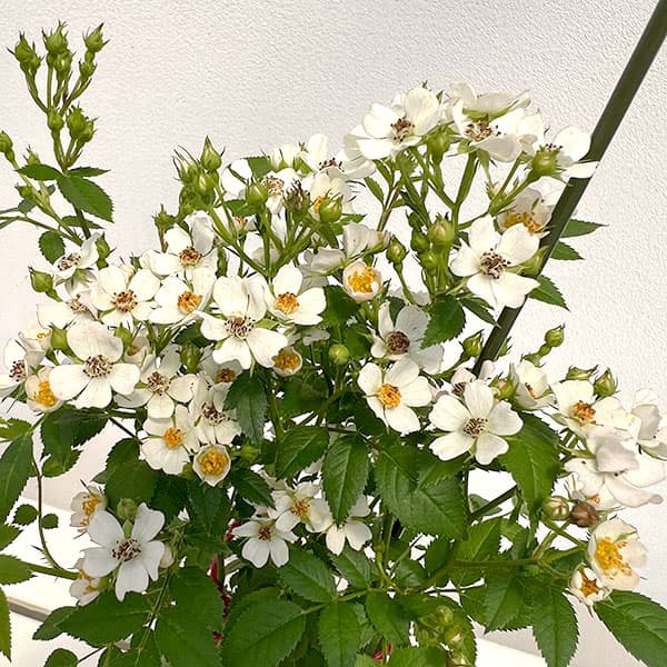 シュラブローズ:ニッセ新苗4号鉢植え