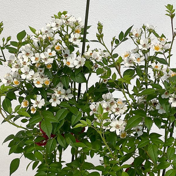 シュラブローズ:ニッセ新苗4号鉢植え