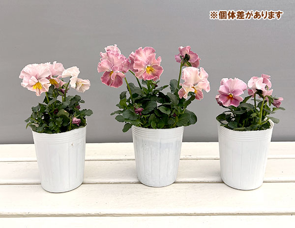 [送料無料]ビオラ（フリル咲き）：アーカイブ　ピンク系3号ロングポット 24株セット