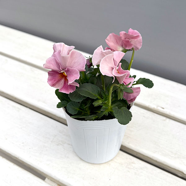 [送料無料]ビオラ（フリル咲き）：アーカイブ　ピンク系3号ロングポット 24株セット