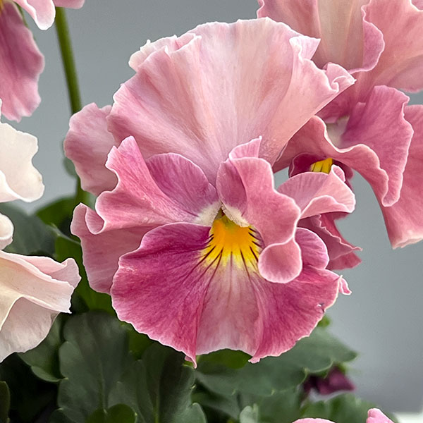 [送料無料]ビオラ（フリル咲き）：アーカイブ　ピンク系3号ロングポット 24株セット