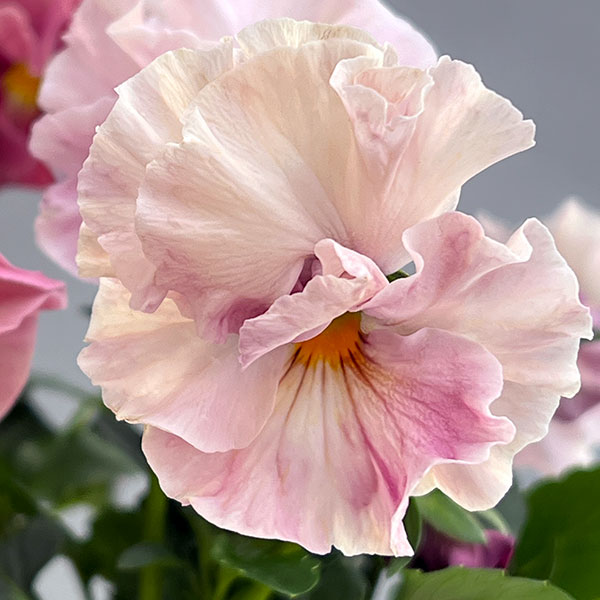 [送料無料]ビオラ（フリル咲き）：アーカイブ　ピンク系3号ロングポット 24株セット