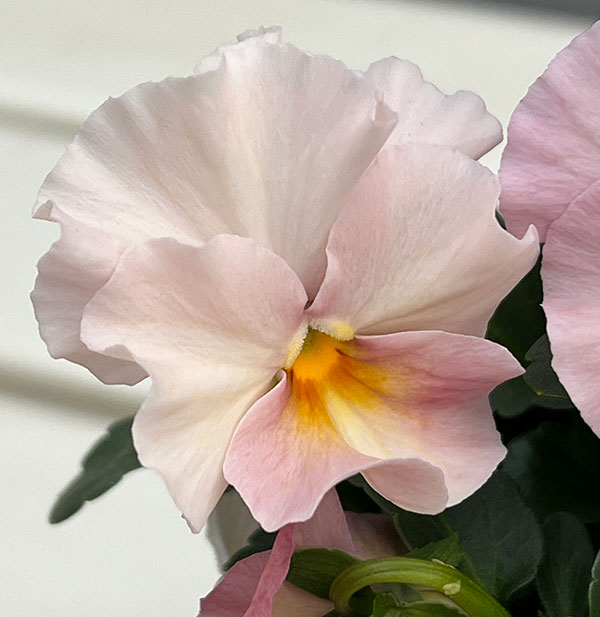 [送料無料]ビオラ（フリル咲き）：アーカイブ　ピンク系3号ロングポット 24株セット