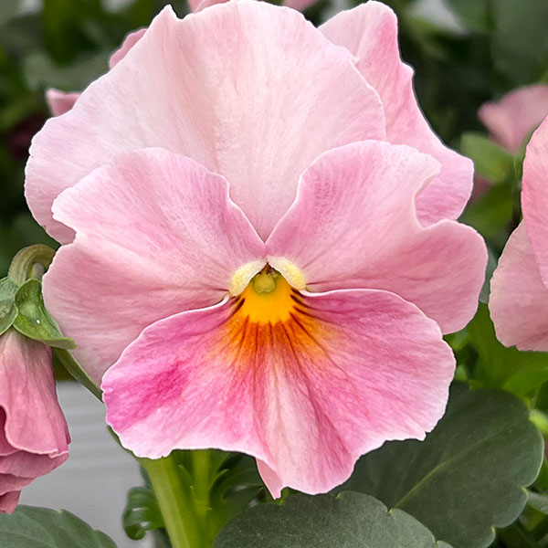 [送料無料]ビオラ（フリル咲き）：アーカイブ　ピンク系3号ロングポット 24株セット