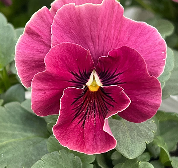 [送料無料]ビオラ（フリル咲き）：アーカイブ　ピンク系3号ロングポット 24株セット