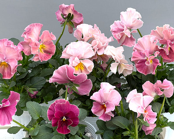 [送料無料]ビオラ（フリル咲き）：アーカイブ　ピンク系3号ロングポット 24株セット