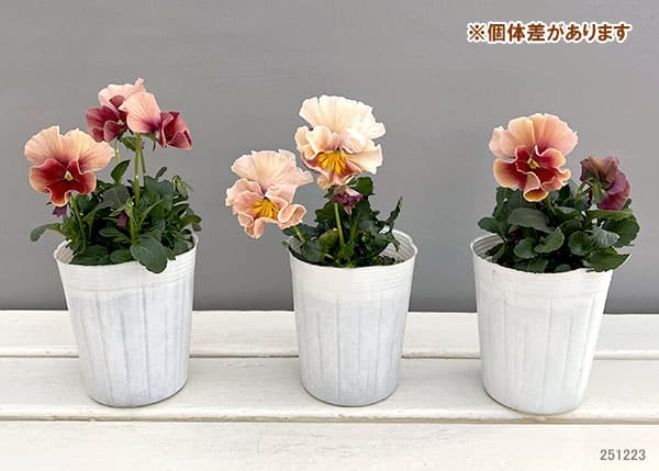 ビオラ（フリル咲き）：アーカイブ　アプリコット系3号ロングポット