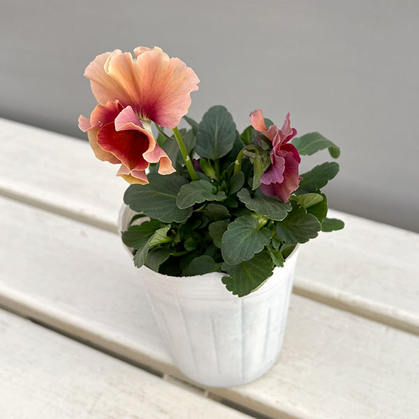 ビオラ（フリル咲き）：アーカイブ　アプリコット系3号ロングポット