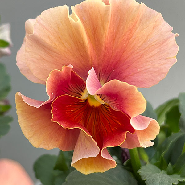 ビオラ（フリル咲き）：アーカイブ　アプリコット系3号ロングポット