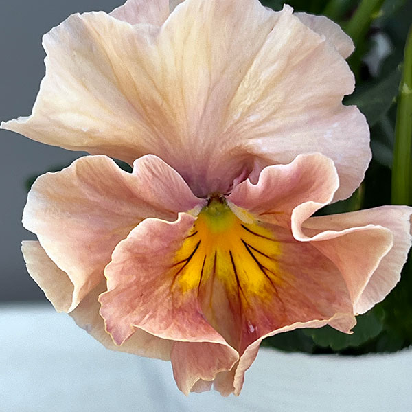 ビオラ（フリル咲き）：アーカイブ　アプリコット系3号ロングポット