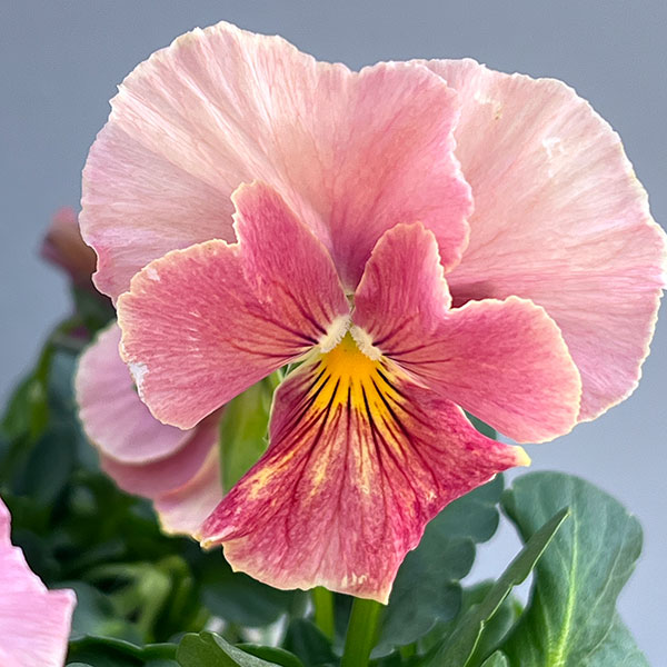 ビオラ（フリル咲き）：アーカイブ　アプリコット系3号ロングポット