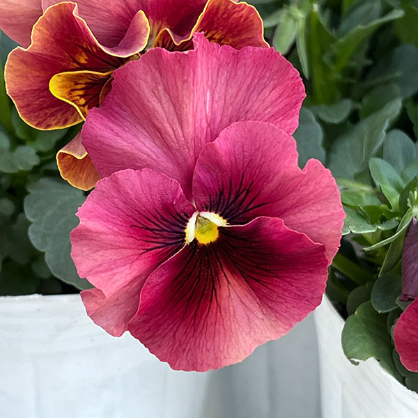 ビオラ（フリル咲き）：アーカイブ　アプリコット系3号ロングポット