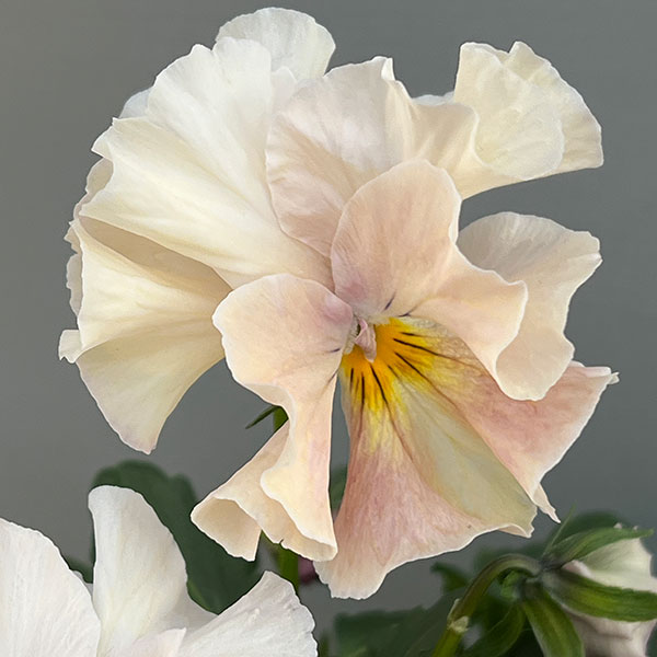 ビオラ（フリル咲き）：アーカイブ　アプリコット系3号ロングポット