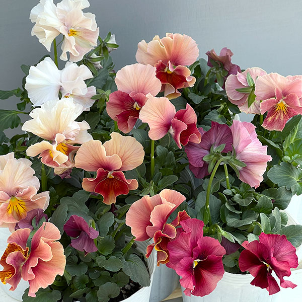 ビオラ（フリル咲き）：アーカイブ　アプリコット系3号ロングポット