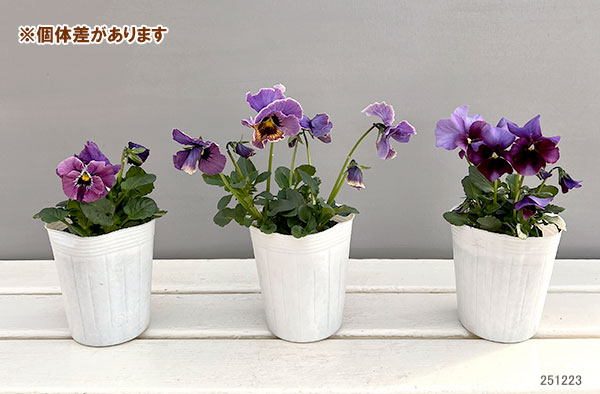 ビオラ（フリル咲き）：アーカイブ　パープル系3号ロングポット