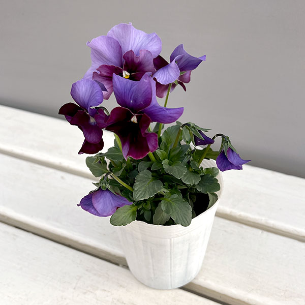 ビオラ（フリル咲き）：アーカイブ　パープル系3号ロングポット
