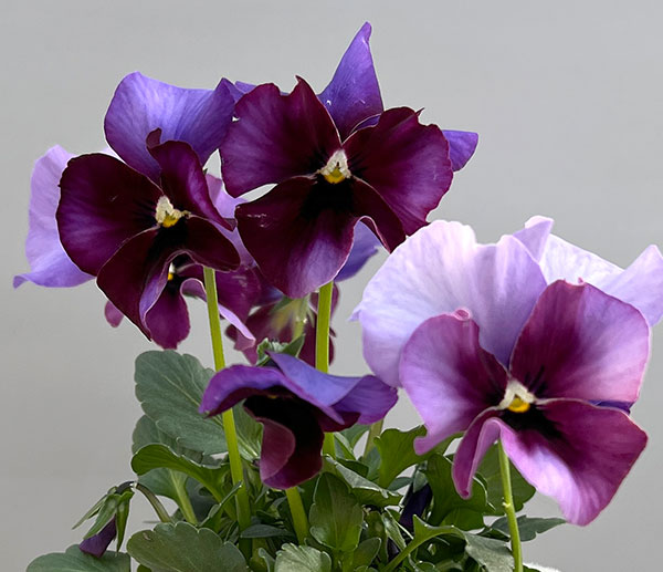 ビオラ（フリル咲き）：アーカイブ　パープル系3号ロングポット