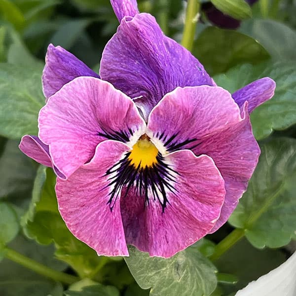 ビオラ（フリル咲き）：アーカイブ　パープル系3号ロングポット