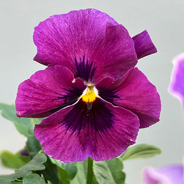 ビオラ（フリル咲き）：アーカイブ　パープル系3号ロングポット