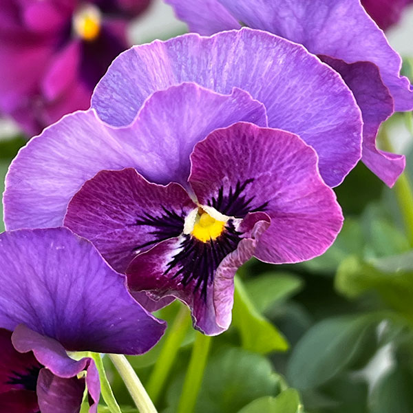 ビオラ（フリル咲き）：アーカイブ　パープル系3号ロングポット