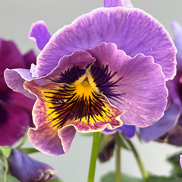 ビオラ（フリル咲き）：アーカイブ　パープル系3号ロングポット