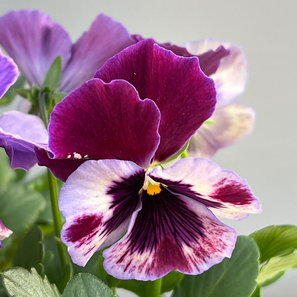 ビオラ（フリル咲き）：アーカイブ　パープル系3号ロングポット