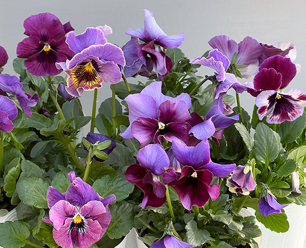 ビオラ（フリル咲き）：アーカイブ　パープル系3号ロングポット