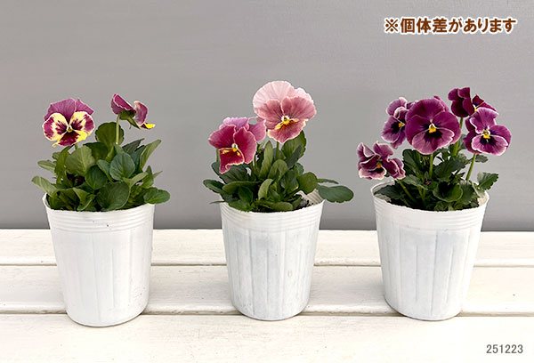 [送料無料]ビオラ（フリル咲き）：アーカイブ　ローズ系3号ロングポット 12株セット