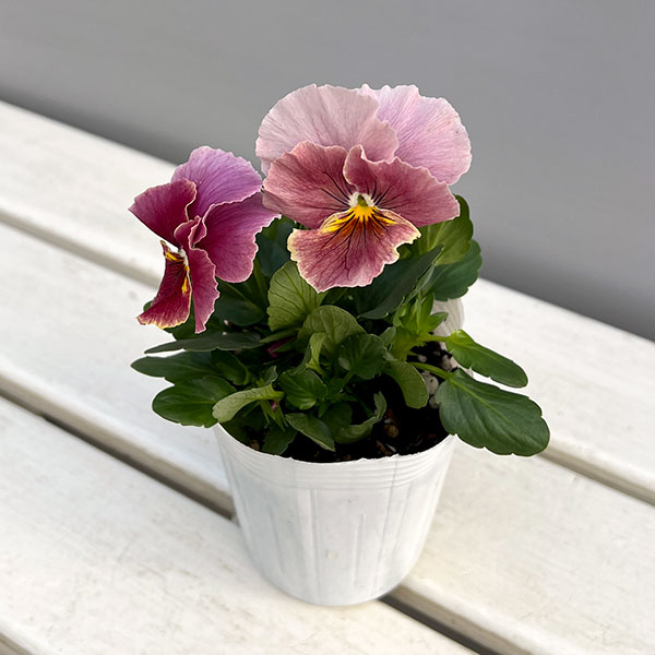 [送料無料]ビオラ（フリル咲き）：アーカイブ　ローズ系3号ロングポット 12株セット