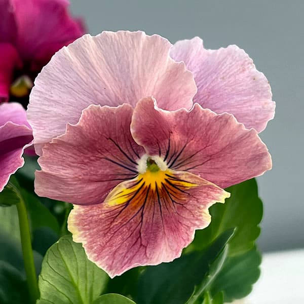 [送料無料]ビオラ（フリル咲き）：アーカイブ　ローズ系3号ロングポット 12株セット