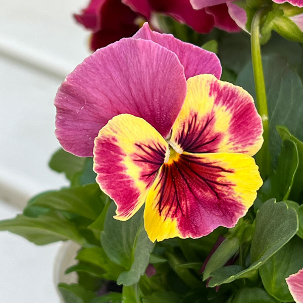 [送料無料]ビオラ（フリル咲き）：アーカイブ　ローズ系3号ロングポット 12株セット