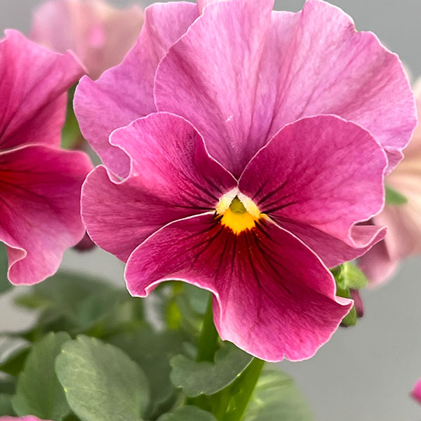 [送料無料]ビオラ（フリル咲き）：アーカイブ　ローズ系3号ロングポット 12株セット