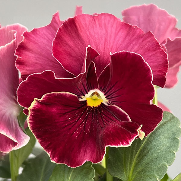 [送料無料]ビオラ（フリル咲き）：アーカイブ　ローズ系3号ロングポット 12株セット