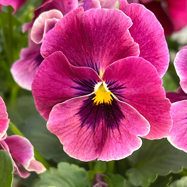 [送料無料]ビオラ（フリル咲き）：アーカイブ　ローズ系3号ロングポット 12株セット