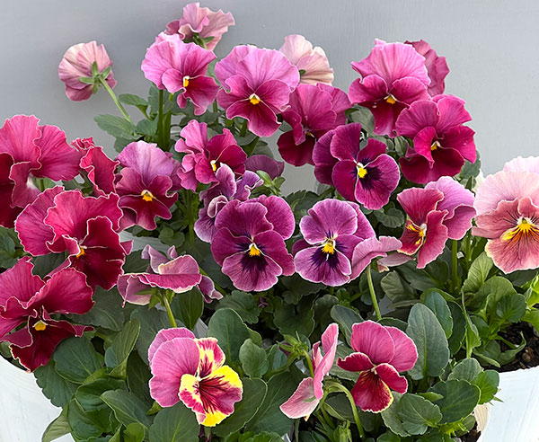 [送料無料]ビオラ（フリル咲き）：アーカイブ　ローズ系3号ロングポット 12株セット