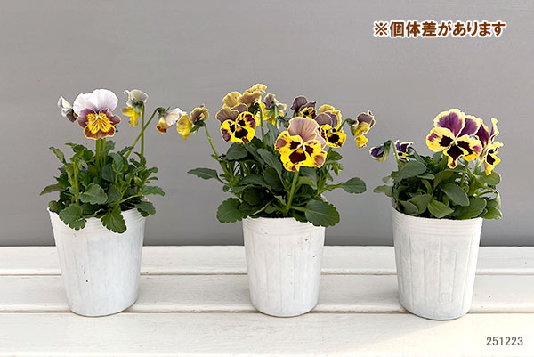 ビオラ（フリル咲き）：アーカイブ　イエローバイカラー系3号ロングポット