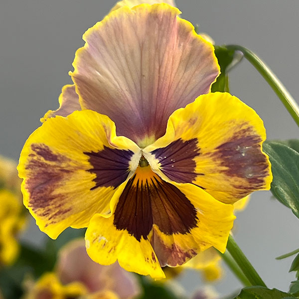 ビオラ（フリル咲き）：アーカイブ　イエローバイカラー系3号ロングポット