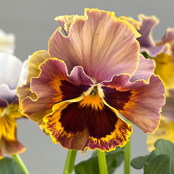 ビオラ（フリル咲き）：アーカイブ　イエローバイカラー系3号ロングポット