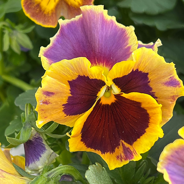 ビオラ（フリル咲き）：アーカイブ　イエローバイカラー系3号ロングポット