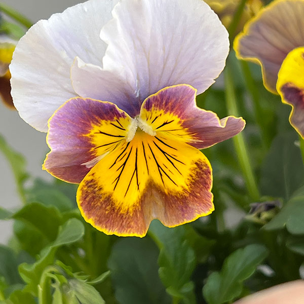 ビオラ（フリル咲き）：アーカイブ　イエローバイカラー系3号ロングポット